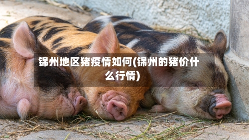锦州地区猪疫情如何(锦州的猪价什么行情)-第1张图片
